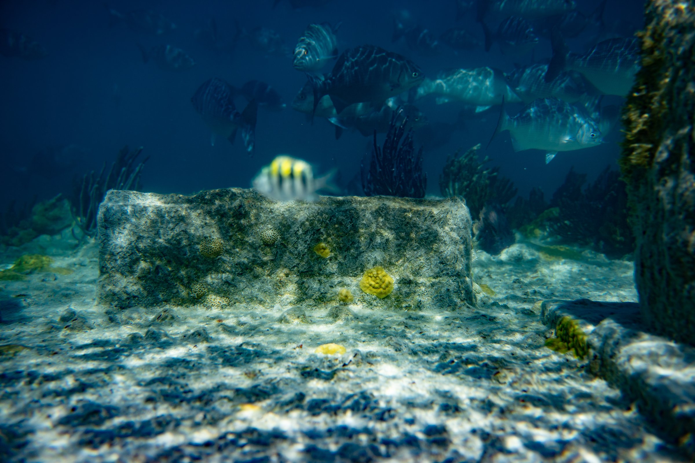 Underwater reef scene with tropical fish